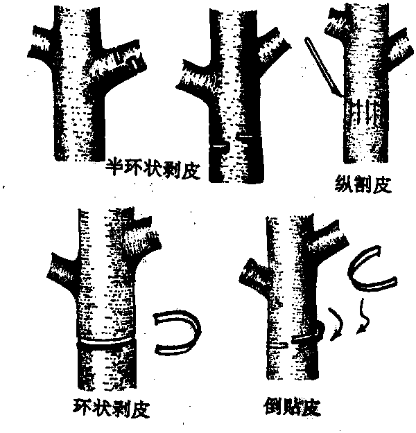 環(huán)剝、環(huán)割及化控技術(shù)